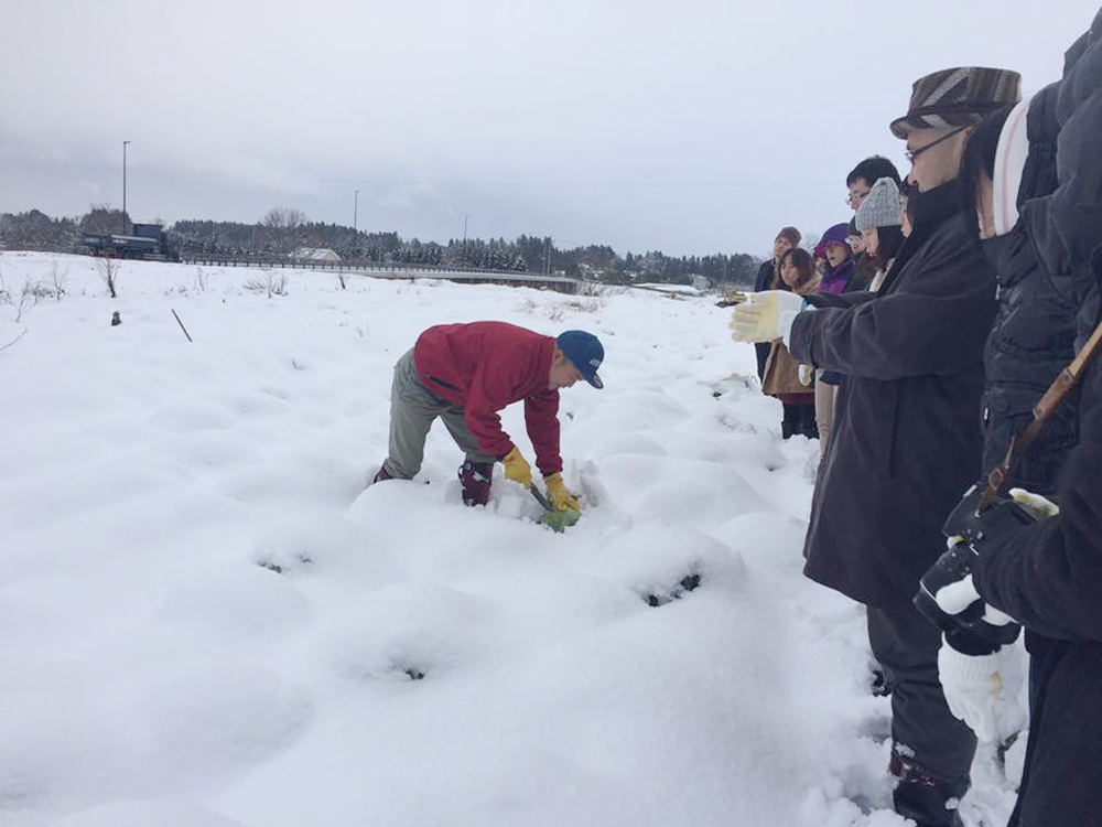 雪下キャベツの収穫