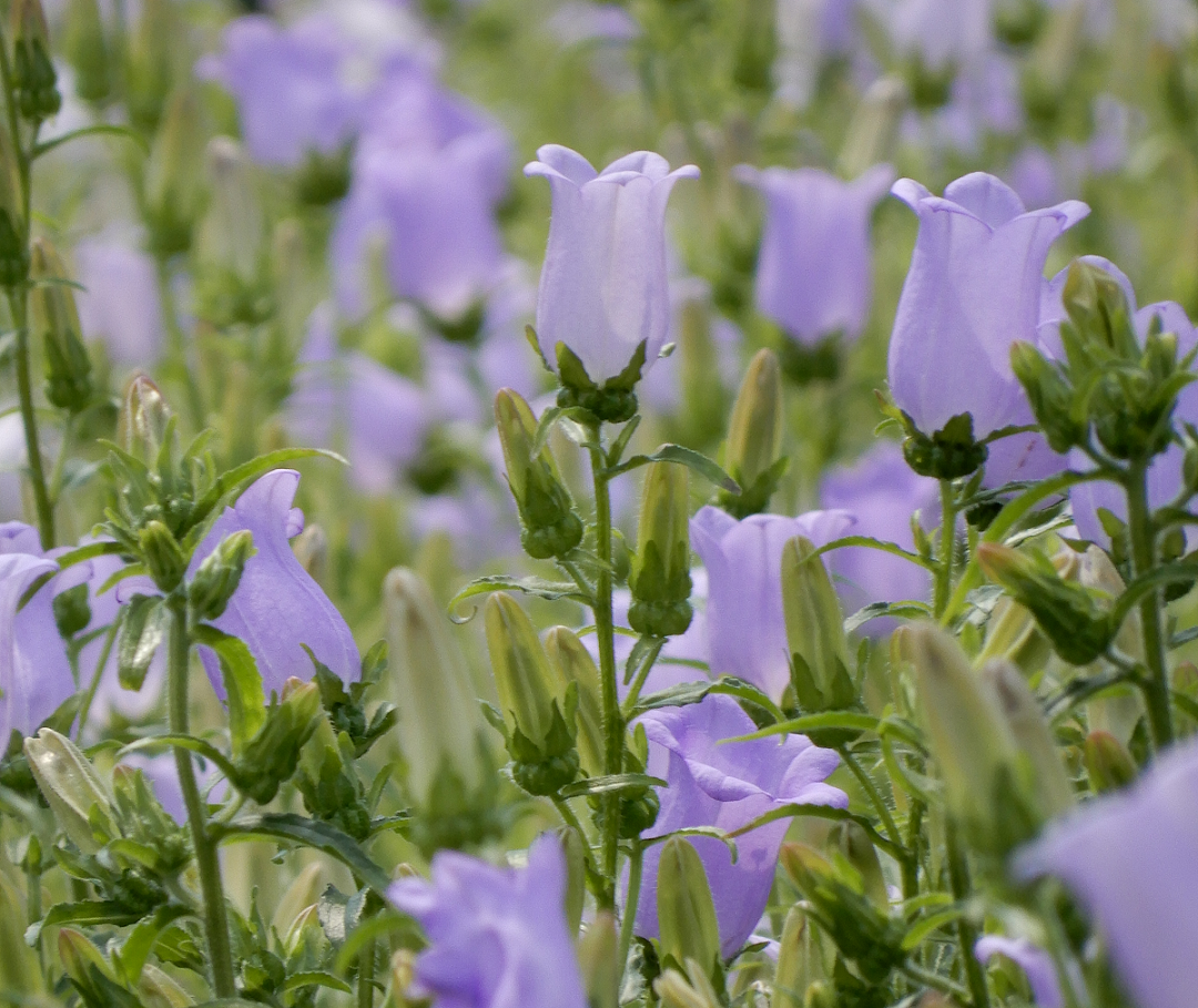 もっと花巻に地元花巻で育てられたお花を 花巻ブルーシリーズ カンパニュラ の魅力 まきまき花巻